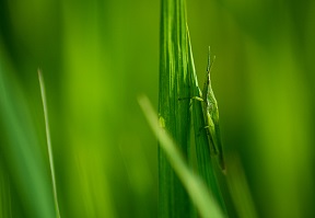 蟲(chóng)情測(cè)報(bào)燈的使用原理