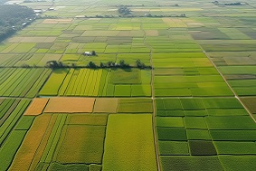 高標(biāo)準(zhǔn)農(nóng)田特征有哪些