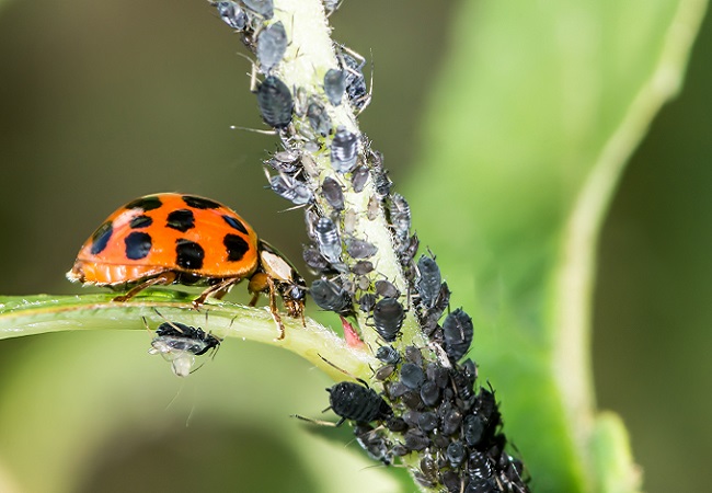 攝圖網(wǎng)_503187637_生物害蟲防治（企業(yè)商用）.jpg