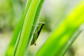 太陽能蟲情測報(bào)燈優(yōu)勢介紹