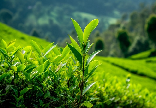 智慧茶園：實現(xiàn)茶產(chǎn)業(yè)的現(xiàn)代化升級