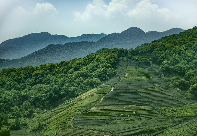 智慧茶園系統(tǒng)介紹